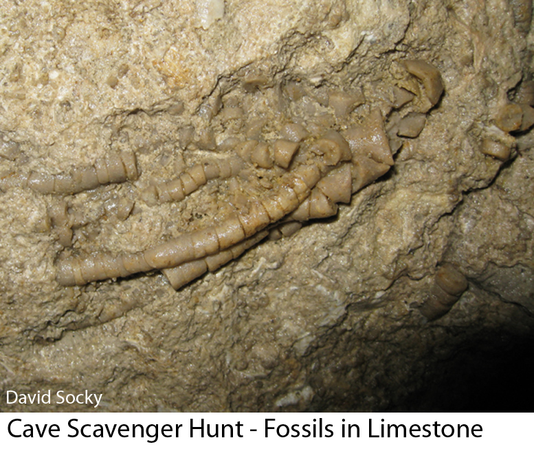 Fossils in Limestone